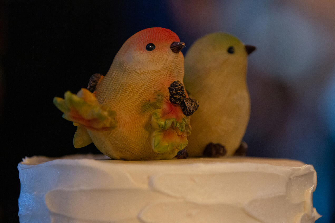 Birds on Cake